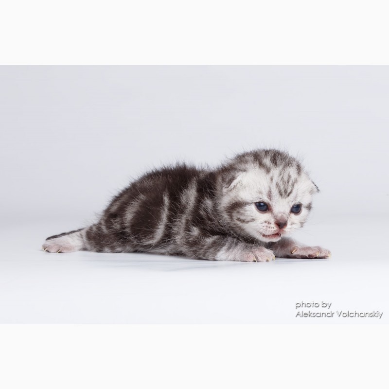 Фото 4. Редкая порода- Американские короткошерстные котята