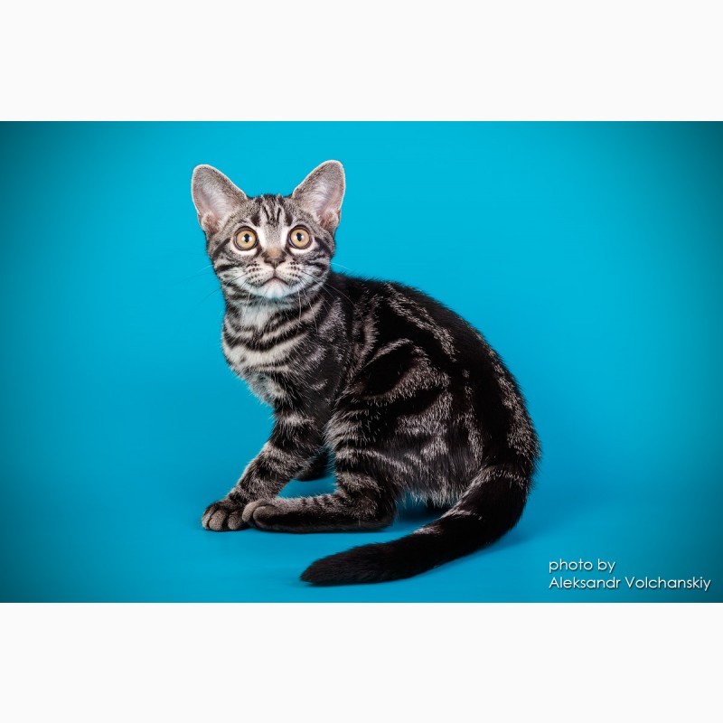 Фото 5. Редкая порода- Американские короткошерстные котята