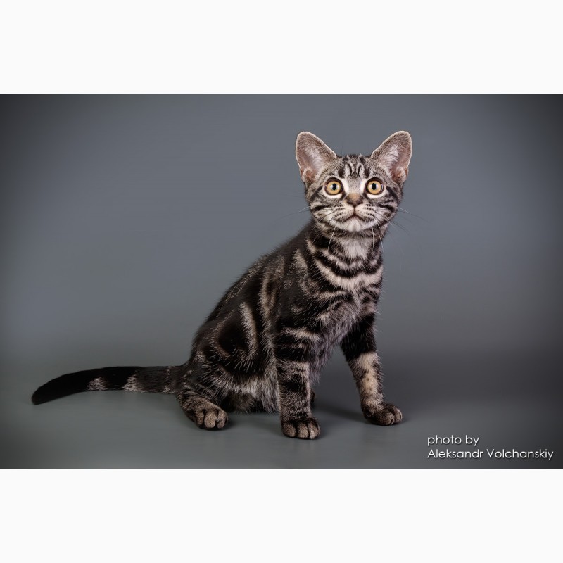 Фото 6. Редкая порода- Американские короткошерстные котята