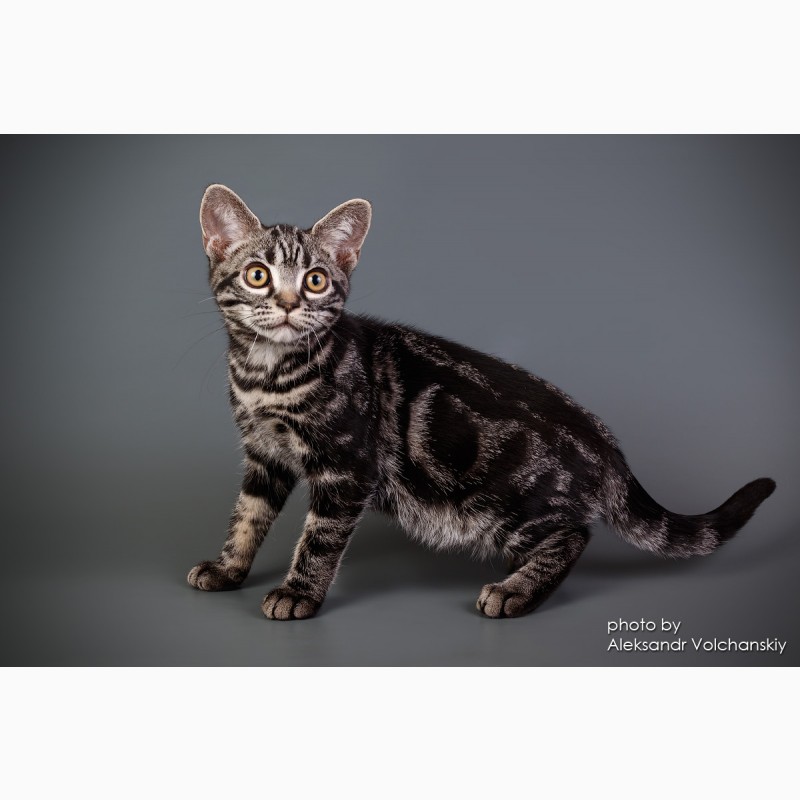 Фото 7. Редкая порода- Американские короткошерстные котята
