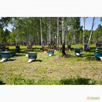 Продам бджолосім#039;ї ( пчелосемьи ) 2020