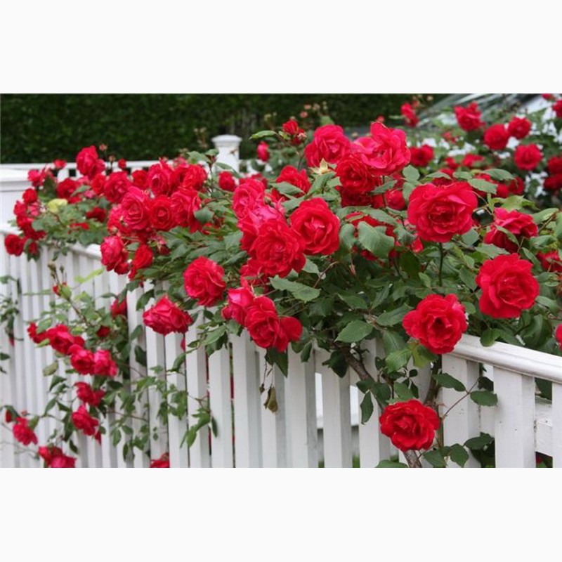 Розы - огромный выбор - саженцы: плетистые розы вьющиеся розы