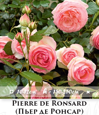 Фото 10. Розы - огромный выбор - саженцы: плетистые розы вьющиеся розы