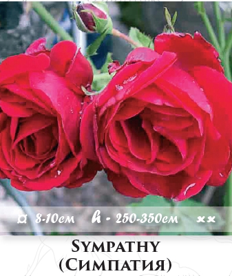 Фото 11. Розы - огромный выбор - саженцы: плетистые розы вьющиеся розы