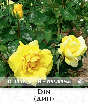 Фото 3. Розы - огромный выбор - саженцы: плетистые розы вьющиеся розы
