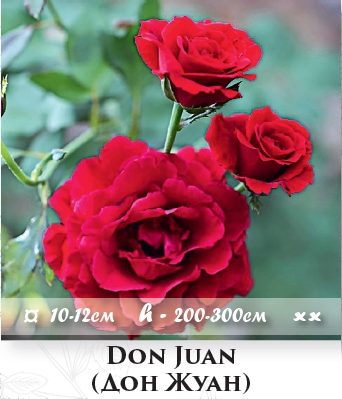 Фото 4. Розы - огромный выбор - саженцы: плетистые розы вьющиеся розы