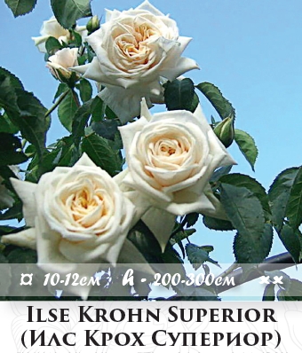 Фото 5. Розы - огромный выбор - саженцы: плетистые розы вьющиеся розы