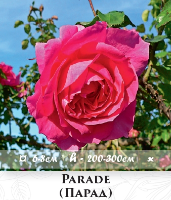 Фото 6. Розы - огромный выбор - саженцы: плетистые розы вьющиеся розы