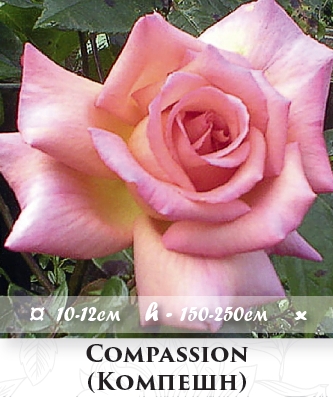 Фото 7. Розы - огромный выбор - саженцы: плетистые розы вьющиеся розы