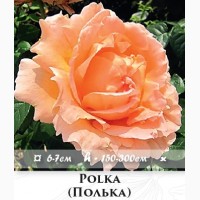 Розы - огромный выбор - саженцы: плетистые розы вьющиеся розы