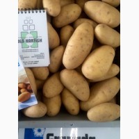 Продаем семенной картофель Гранада I репродукции. Отправка по всей Украине