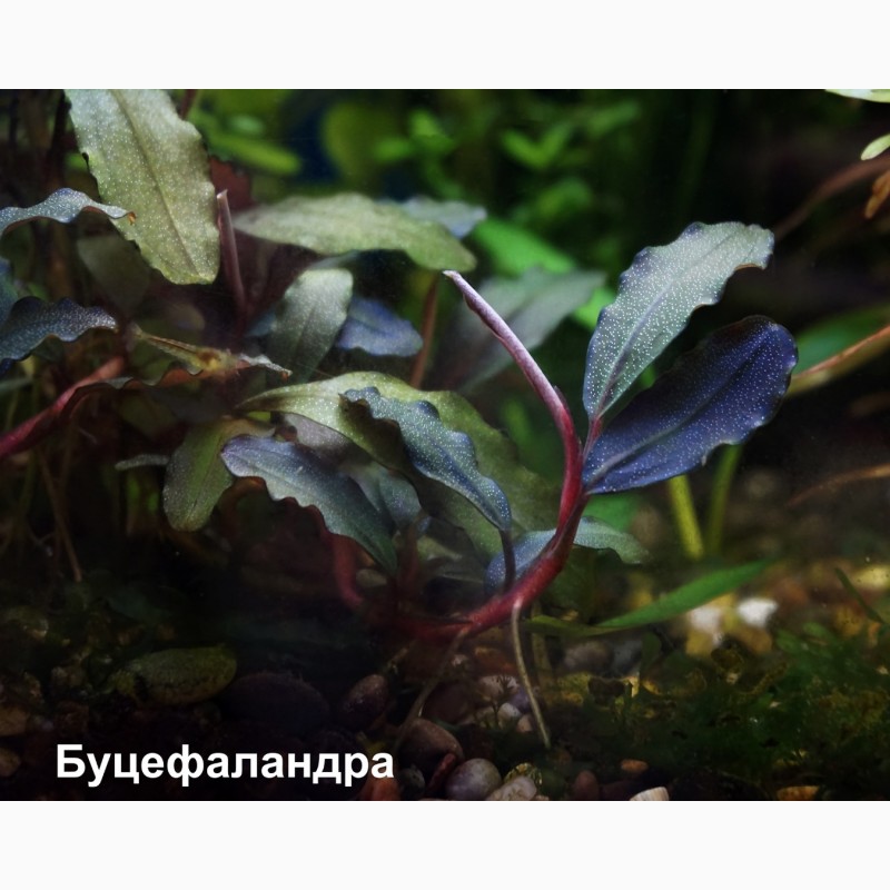 Фото 4. Аквариумные растения: криптокорины, эхинодорусы, валлиснерия, буцефаландры