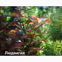 Аквариумные растения: криптокорины, эхинодорусы, валлиснерия, буцефаландры