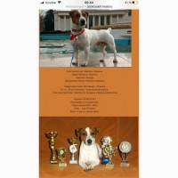 Щенки Джек Рассел терьер с прекрасной родословной Jack Russell Terrier ККУ