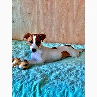 Щенки Джек Рассел терьер с прекрасной родословной Jack Russell Terrier ККУ