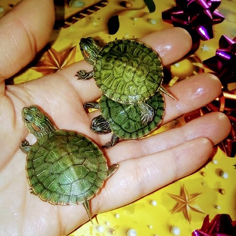 Фото 5. Самые красивые черепахи в мире - это красноухие черепашки