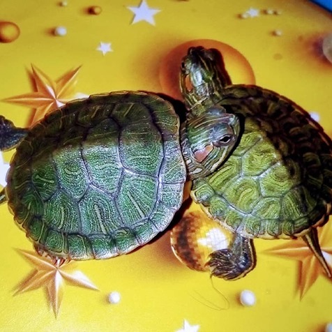 Фото 7. Самые красивые черепахи в мире - это красноухие черепашки