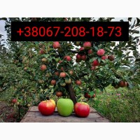 Продаю яблука першого сорту на опт з власного саду