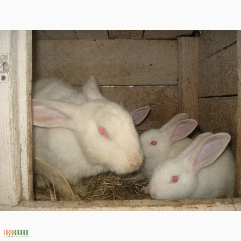Фото 2. Кролики,белый панон,продажа