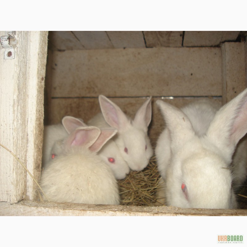 Фото 3. Кролики,белый панон,продажа