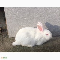 Продам породистих кролів нзб(новозеланська біла)