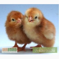 Продам суточных цыплят Редбро ,Испанку (голошейку)