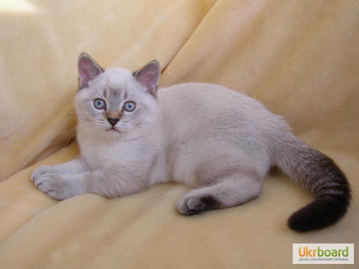 Фото 2. Продаются котята редких окрасов, порода – Британская короткошерстная.