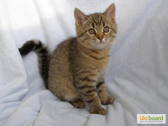 Фото 3. Продаются котята редких окрасов, порода – Британская короткошерстная.