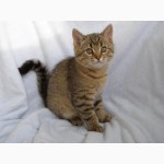 Продаются котята редких окрасов, порода – Британская короткошерстная.