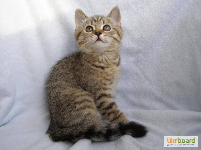 Фото 4. Продаются котята редких окрасов, порода – Британская короткошерстная.