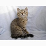 Продаются котята редких окрасов, порода – Британская короткошерстная.