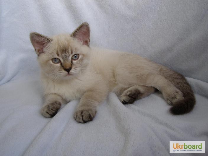 Фото 5. Продаются котята редких окрасов, порода – Британская короткошерстная.