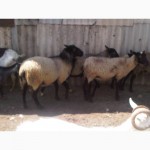 Продам чистокровных романовских овец
