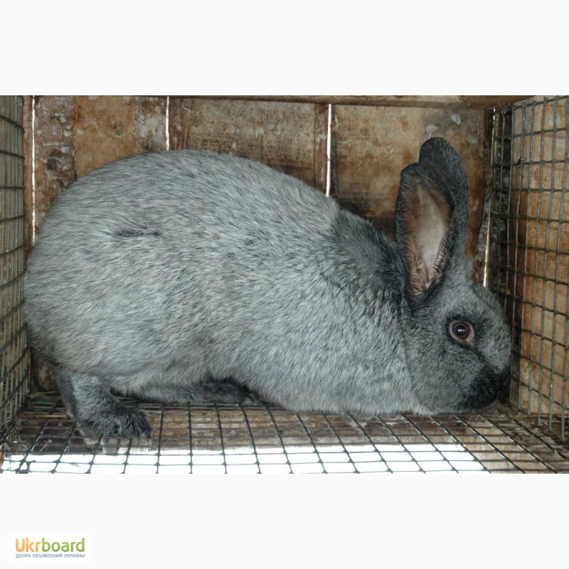 Фото 2/4. Продам кроликов на племя породы Панон, Серебро, Калифорния