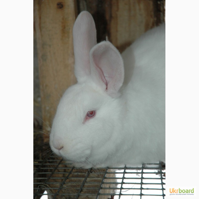 Фото 3/4. Продам кроликов на племя породы Панон, Серебро, Калифорния