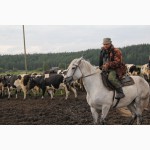 Агрофирма набирает пастухов для выпаса дойных коров на сезон 2021г