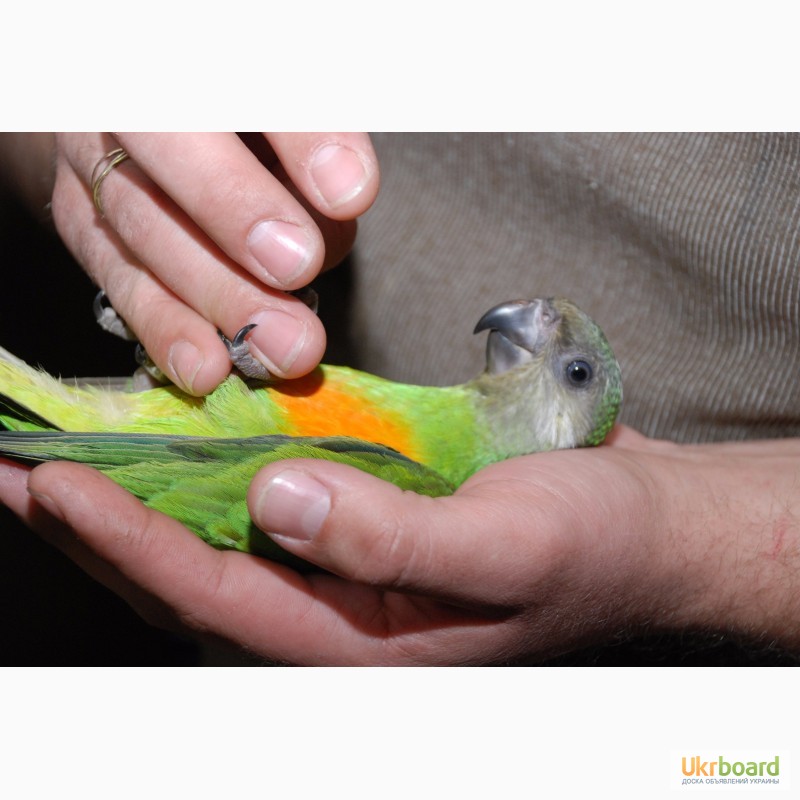 Ручной сенегальский попугай птенцы выкормыши
