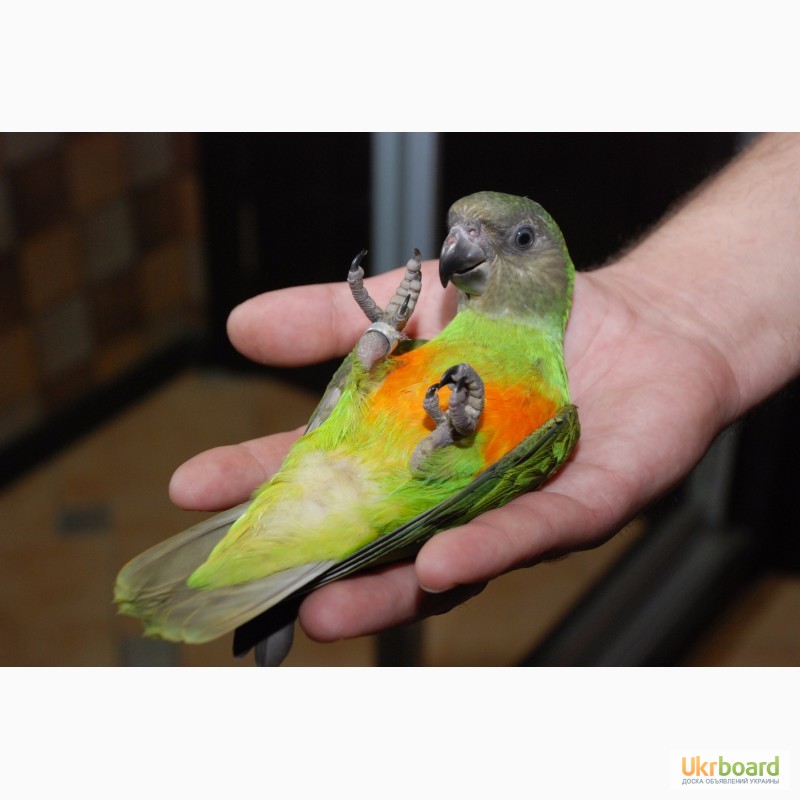 Фото 2/4. Ручной сенегальский попугай птенцы выкормыши