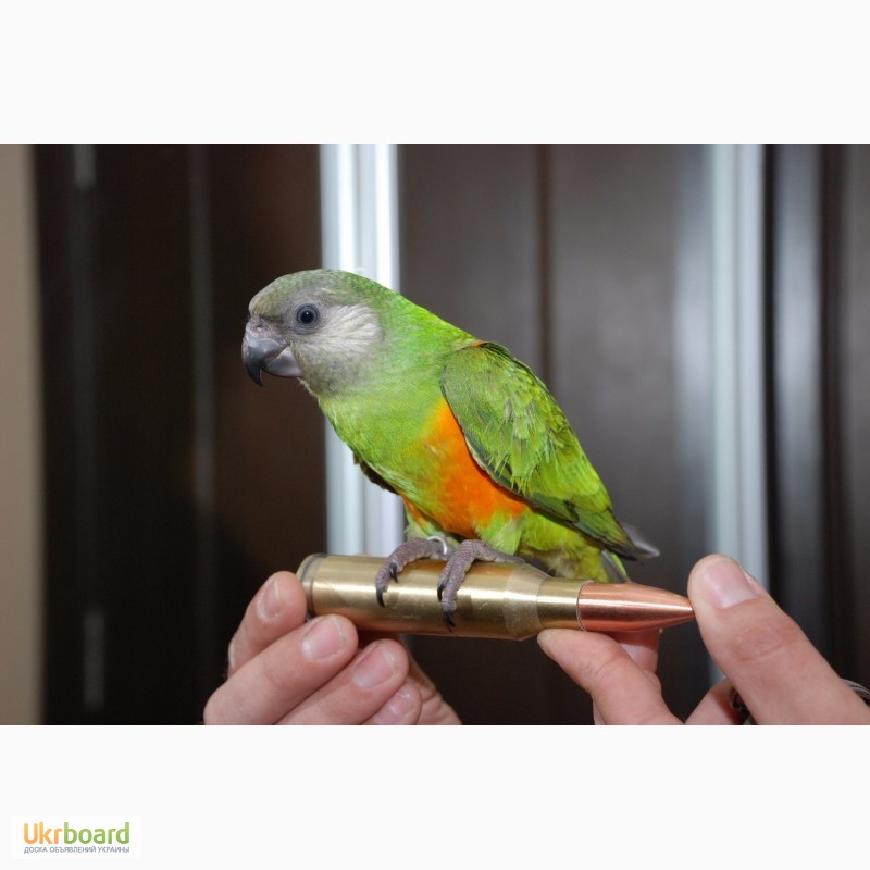 Фото 3. Ручной сенегальский попугай птенцы выкормыши