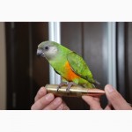 Ручной сенегальский попугай птенцы выкормыши