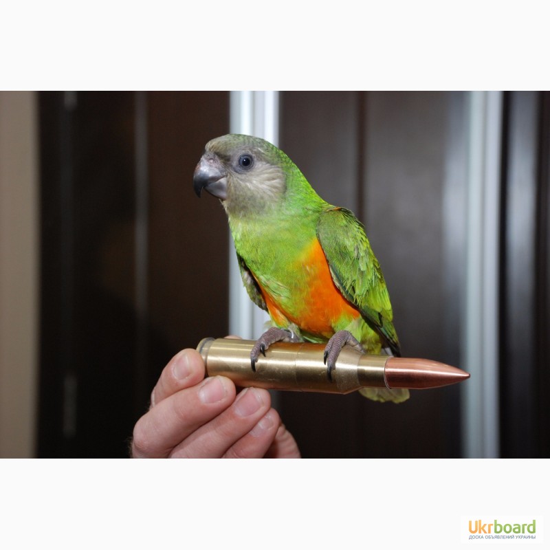 Фото 4. Ручной сенегальский попугай птенцы выкормыши