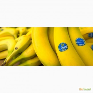 Бананы оптом (Эквадор)