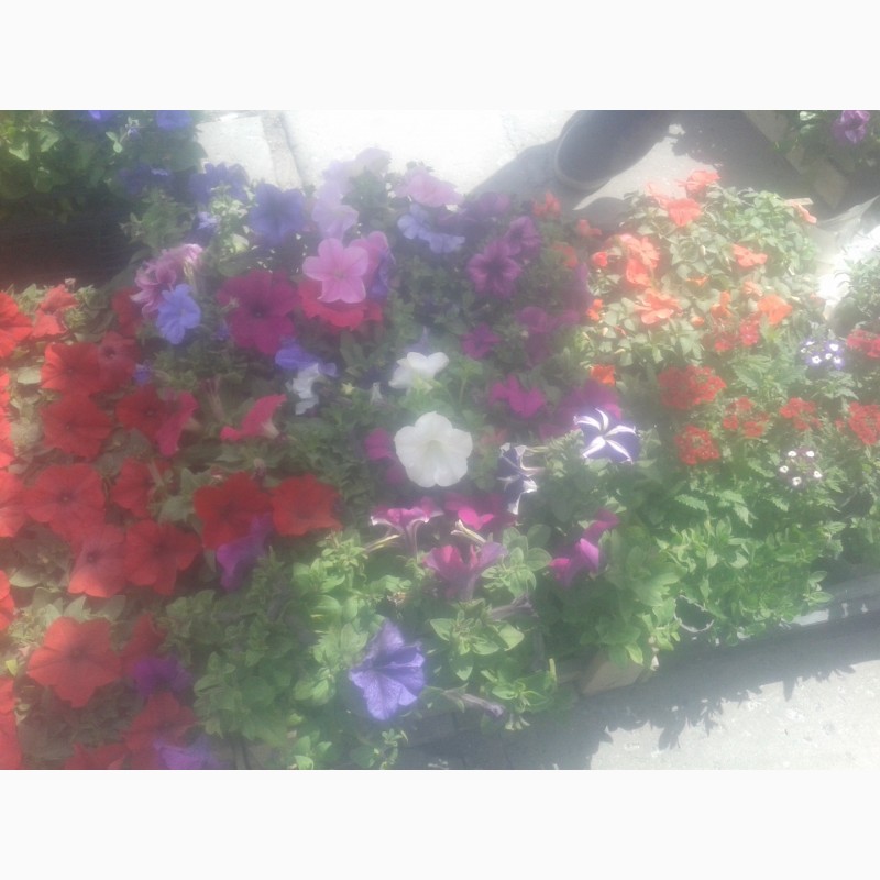Фото 6. Продам садові квіти такі як: петунія, сальвія, вербена, пеларгонія, віола, чорнобривці
