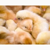 Продаём гарантированно качественные инкубационные яйца кур Редбро