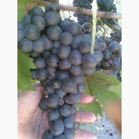 Продам винный сорт винограда, более 100 кг
