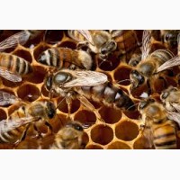 Пчелопакеты Карника на рамку Дадан
