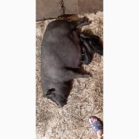 Продам вєтнамські свині веприки і льошки