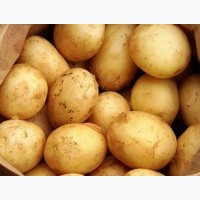 Продаємо насінну картоплю (Сифра, Оркестра)