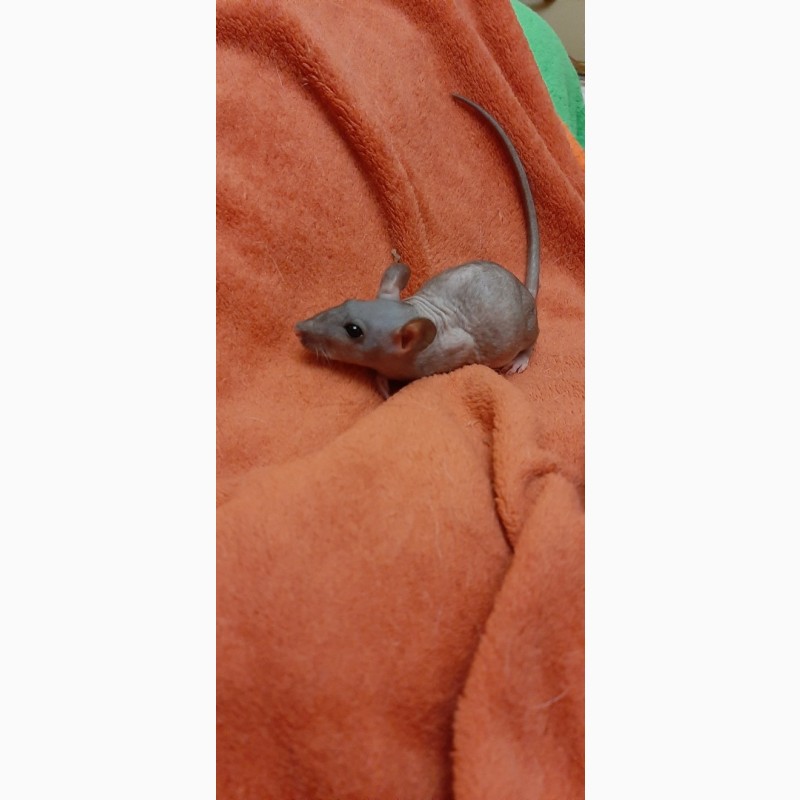 Фото 3. Продам крысят сфинкс дамбо