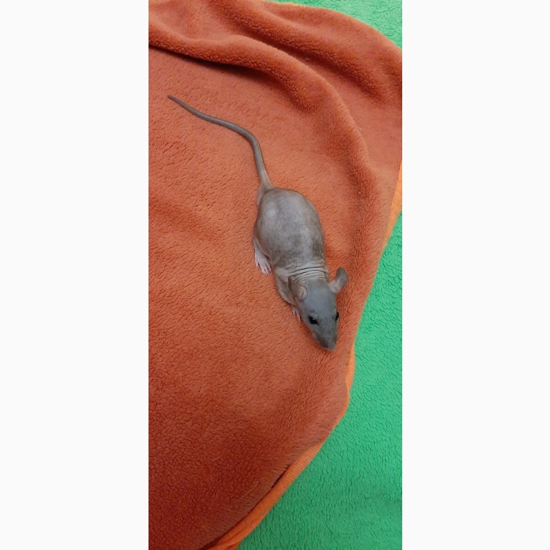 Фото 7. Продам крысят сфинкс дамбо